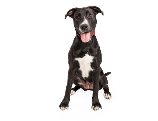 Border collie best sale lab mix size